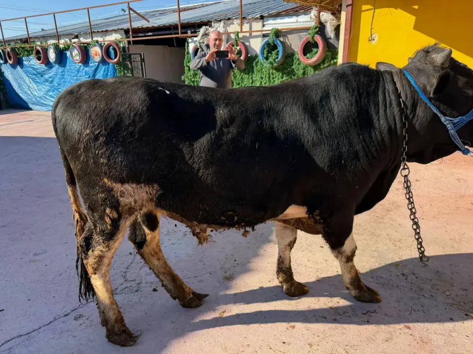 Y10-Simmental