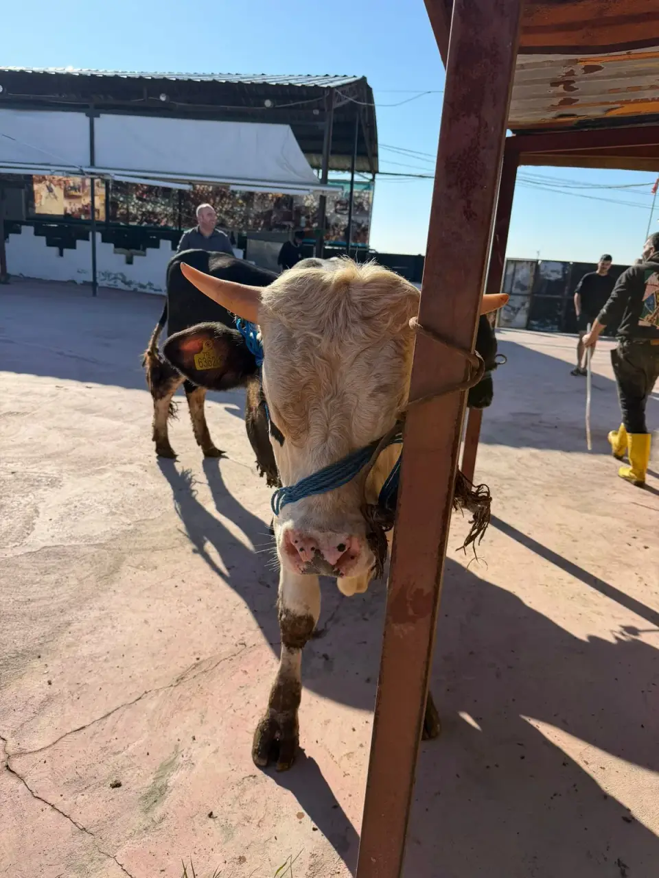 Y9-Simmental görsel 2