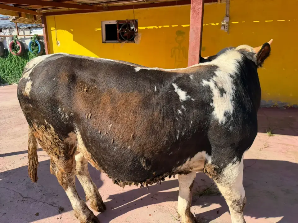 Y8-Simmental
