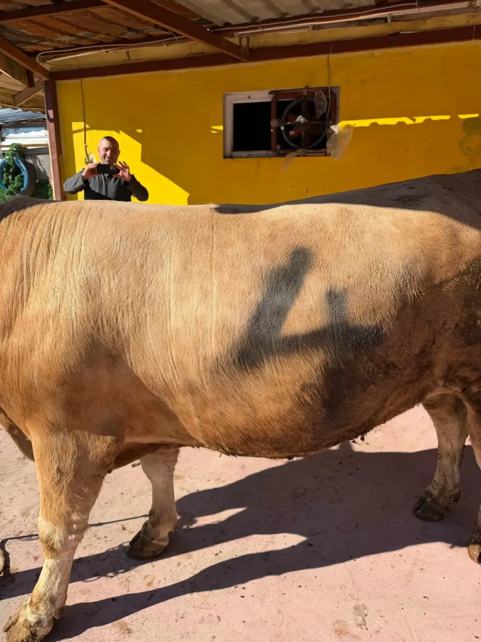 Y4-Simmental