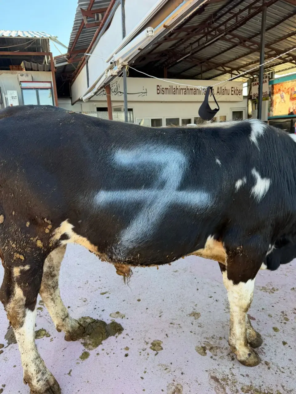 Y7-Simmental