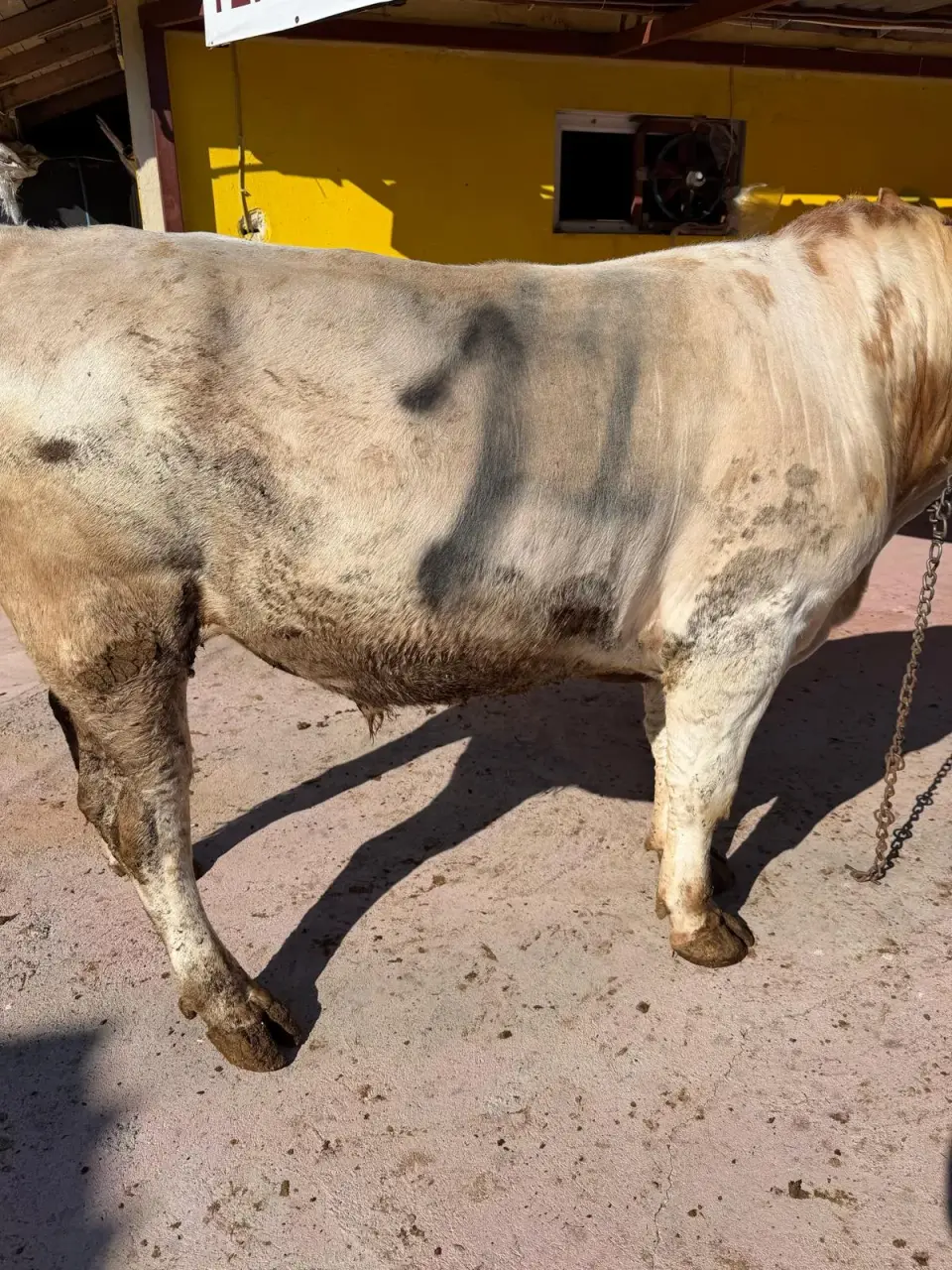 Y1-Simmental görsel 3