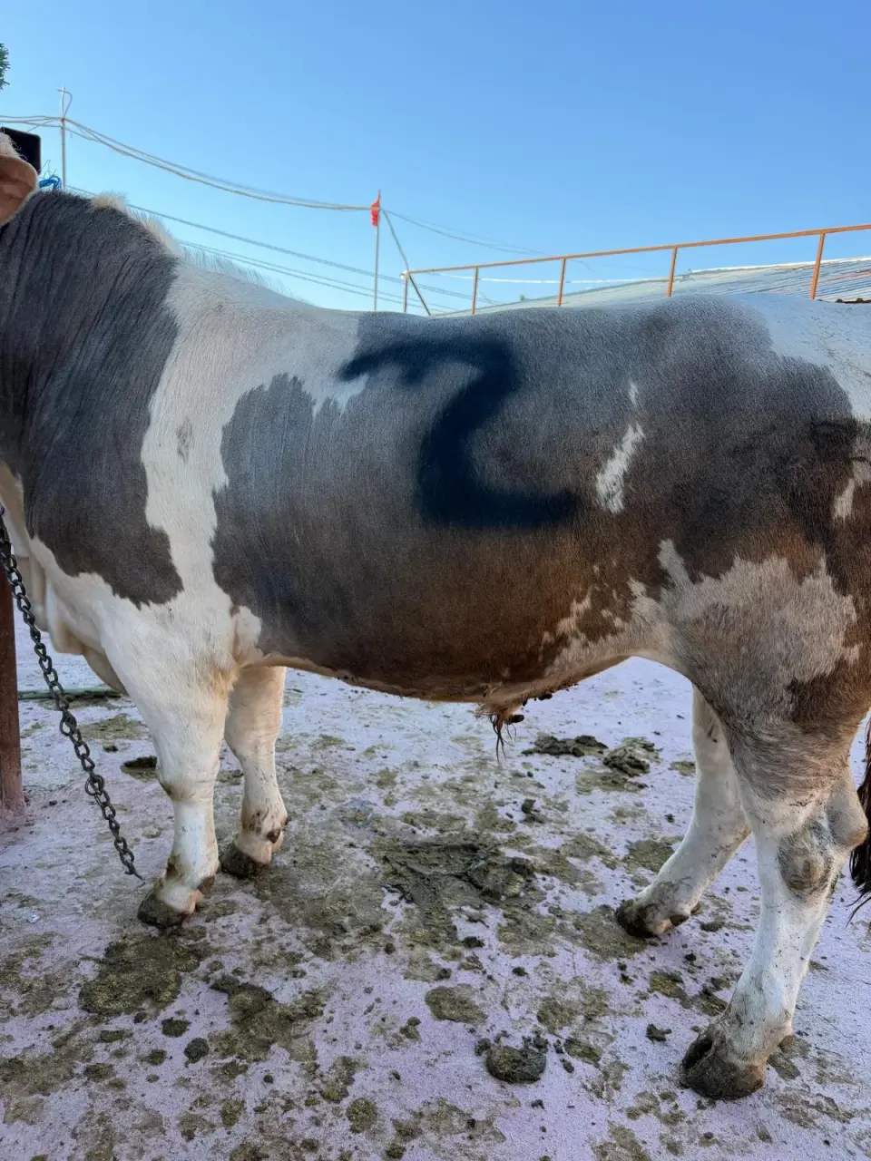 Y2-Simmental