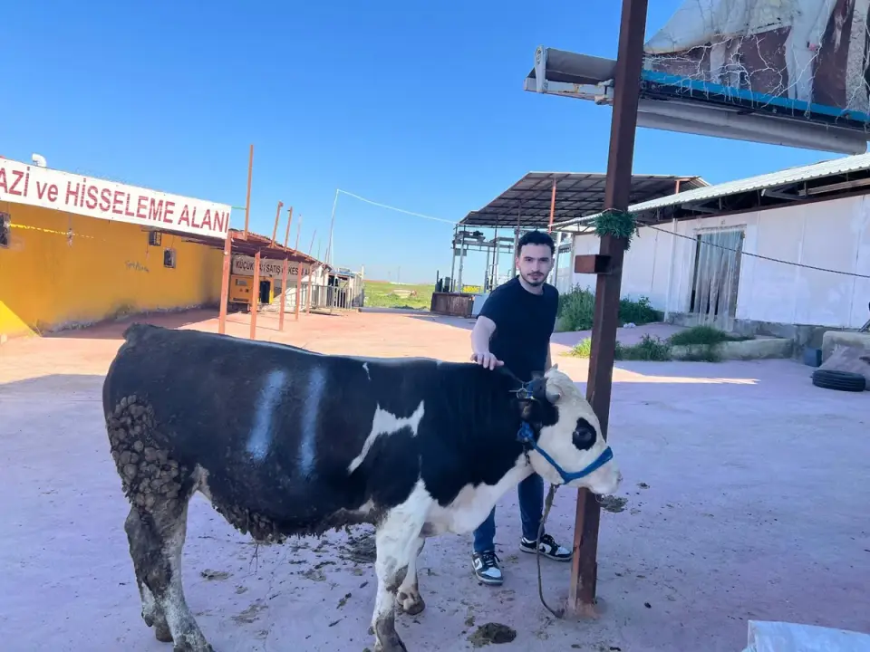 Y11-Simmental