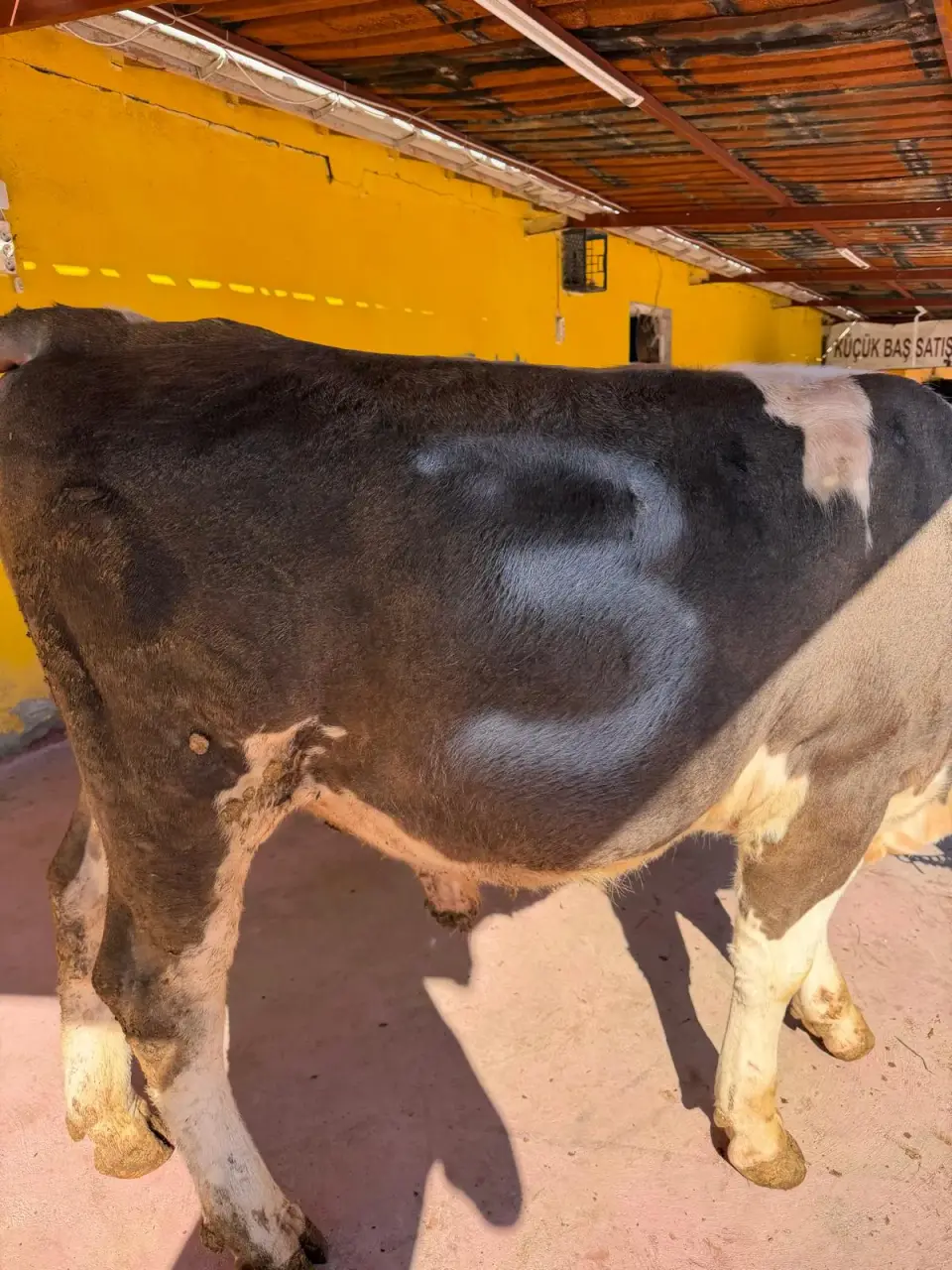 Y3-Simmental