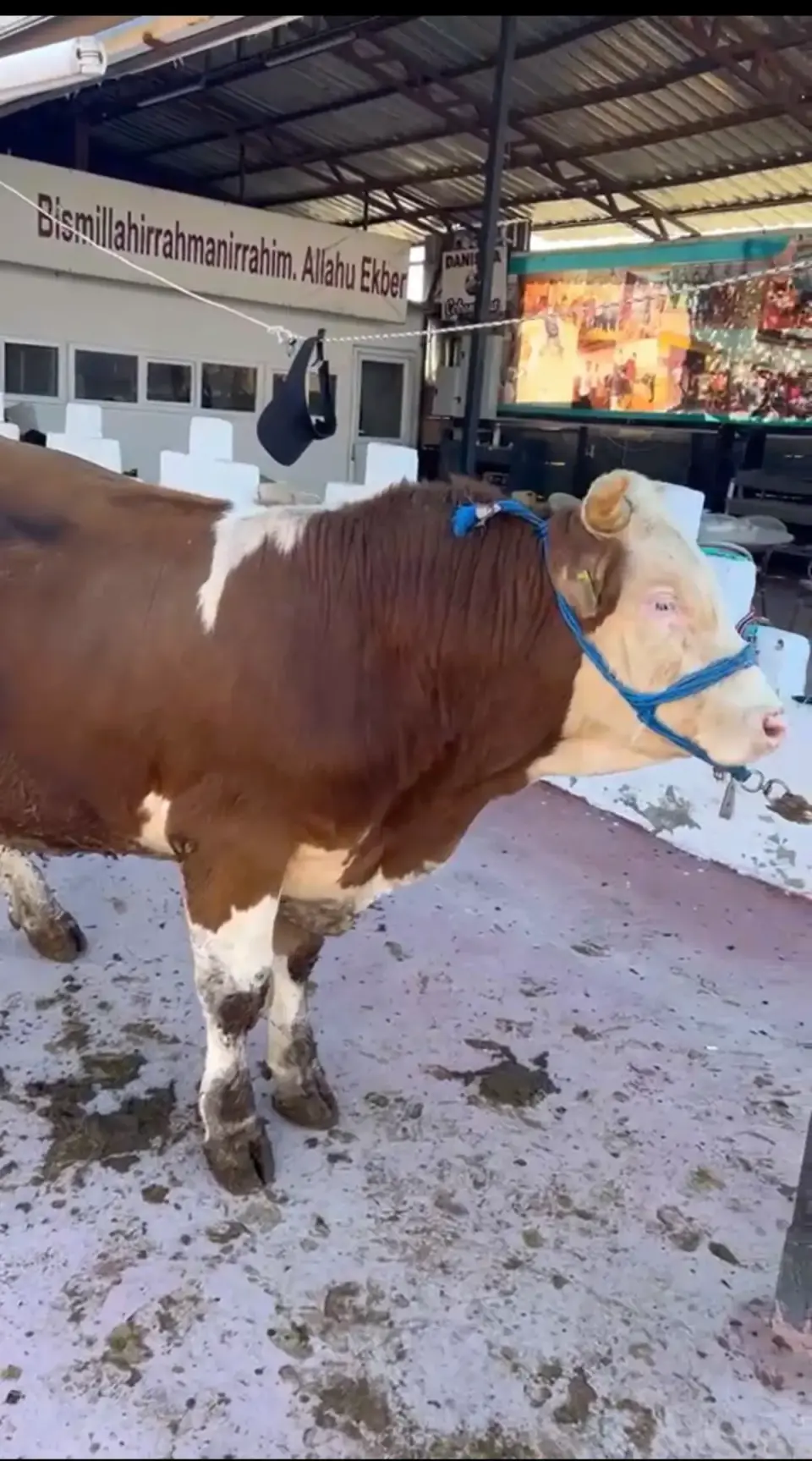Y5-Simmental