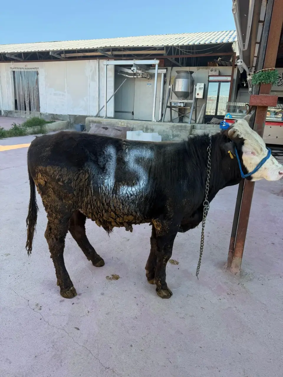 Y15-Simmental