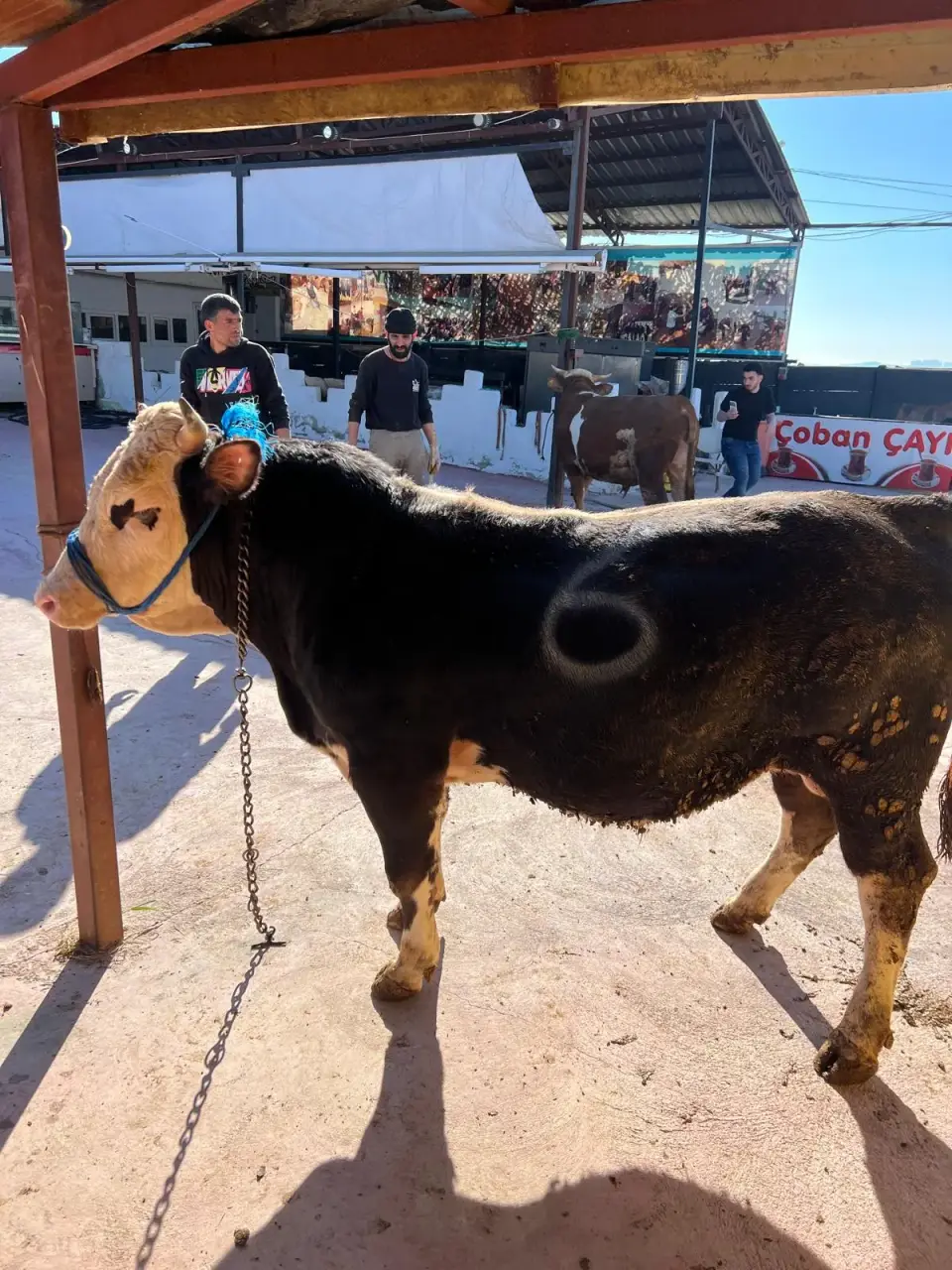Y6-Simmental