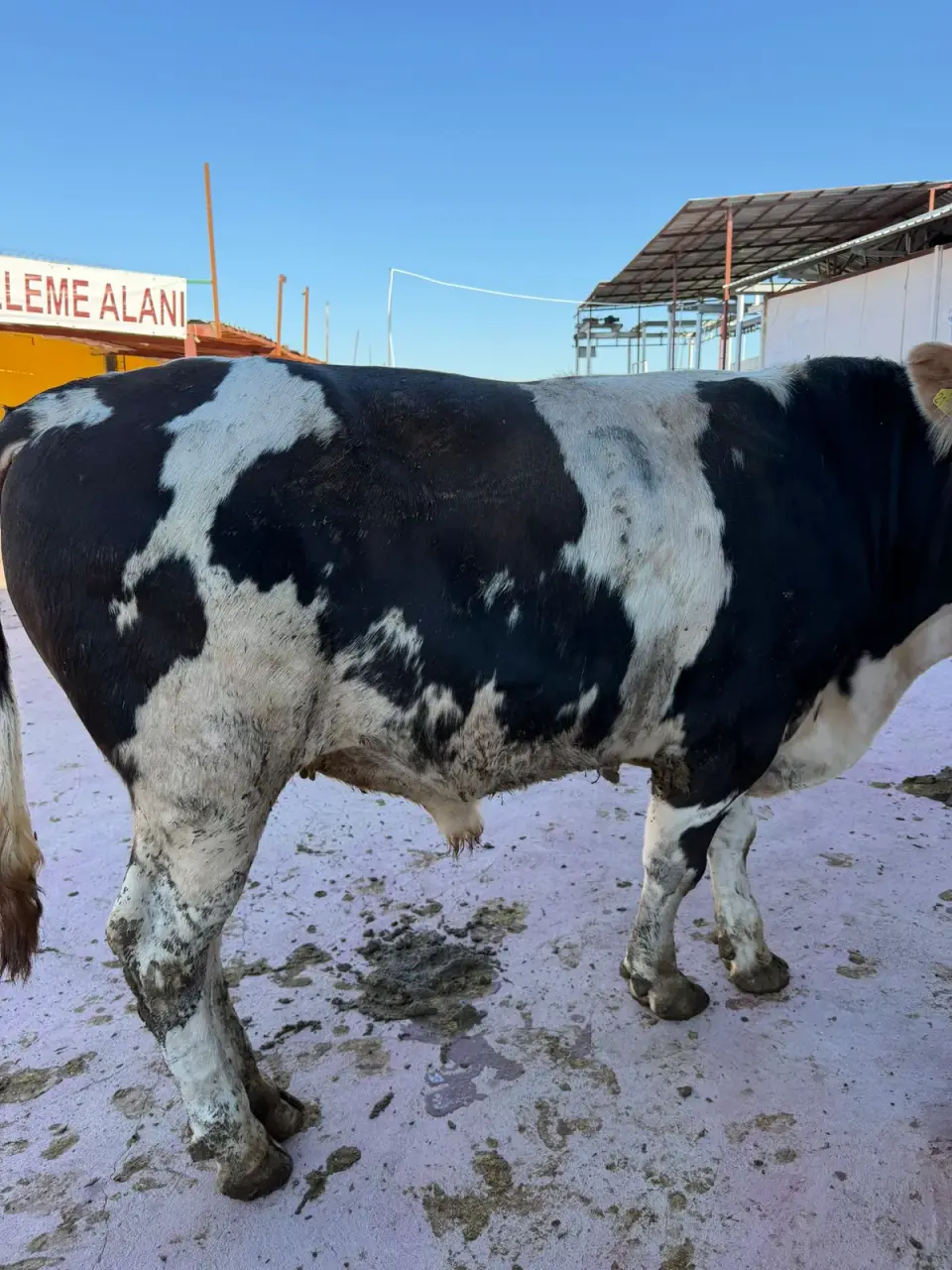 Y9-Simmental