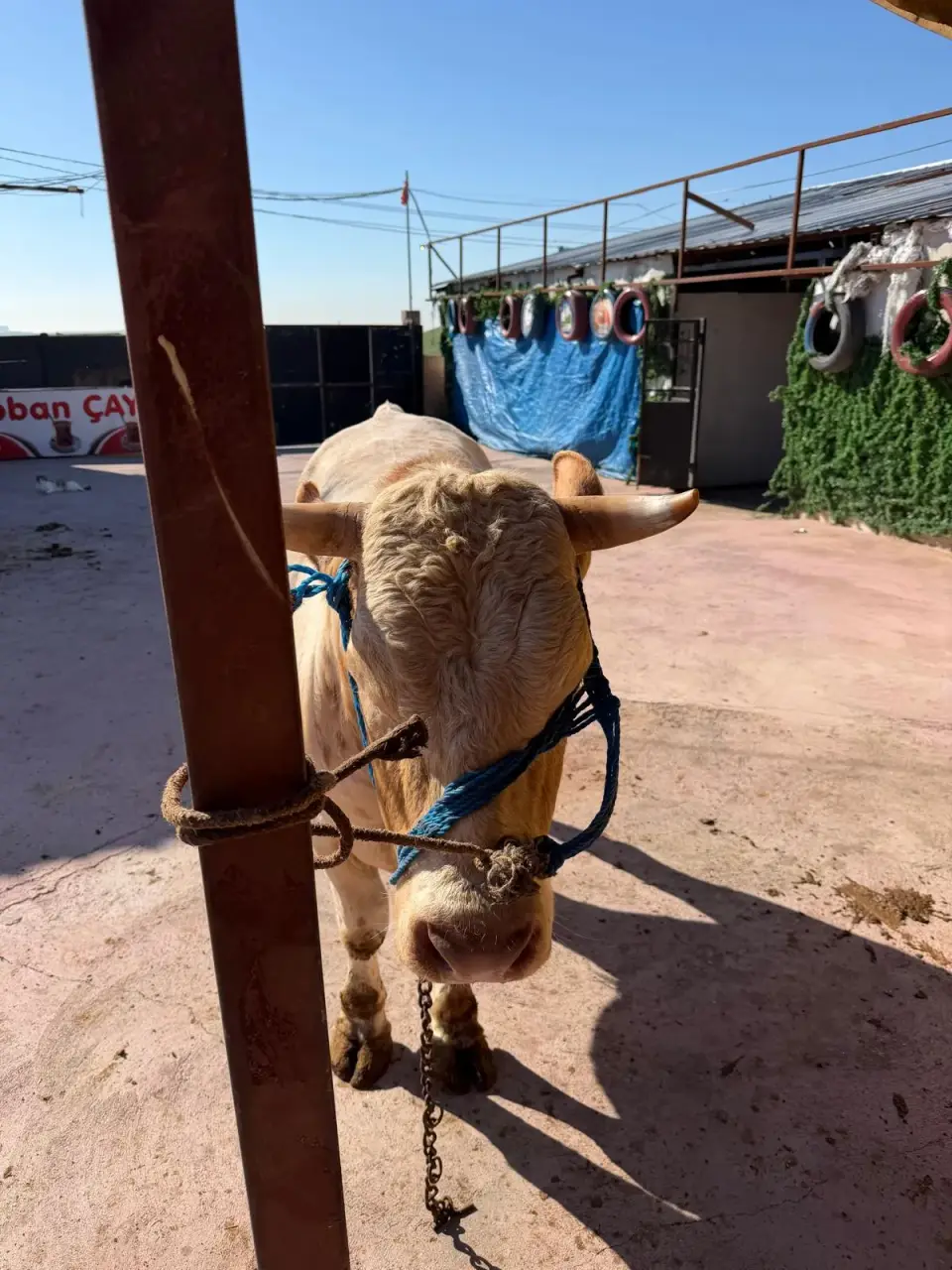 Y1-Simmental görsel 2